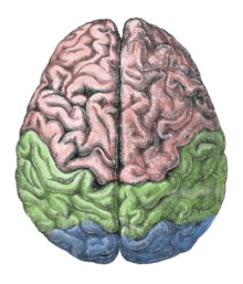 Cerebral lobes.png
