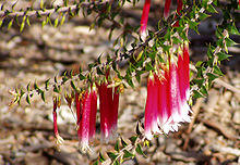 Epacris longiflora 04.jpg