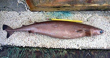 side view of a slender brown shark with small fins and large green eyes, with a pencil alongside to show that it is of small size