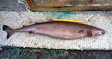 Isistius brasiliensis.jpg