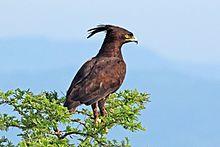 Long-crested eagle (Lophaetus occipitalis) Uganda.jpg