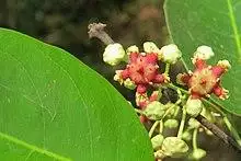 Lophopetalum wightianum flowers at Makutta (1).jpg