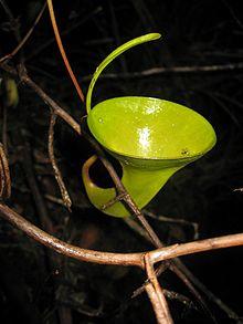 Nepenthes inermis4.jpg