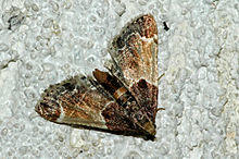 Pyralis.farinalis.jpg