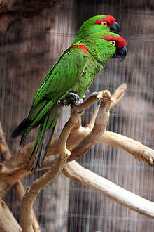 Rhynchopsitta pachyrhyncha -Arizona-Sonora Desert Museum, Tucson, Arizona, USA-8a.jpg