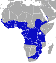 Straw-coloured Fruit Bat area.png