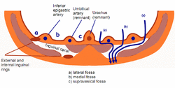 Inguinal fossae.PNG