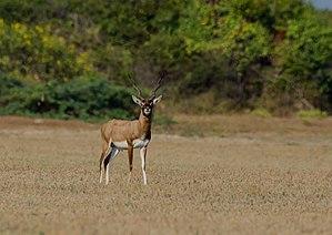 Blackbuck antelope.jpg