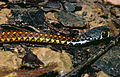 Spotted Keelback (Xenochrophis maculatus) juvenile (14197257122).jpg