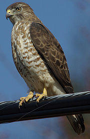 Julie Waters broad winged hawk.JPG