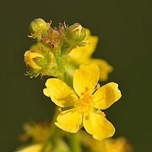 Agrimonia eupatoria - Keila.jpg