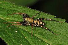 Ant-mimic Spider - Castianeira longipalpa, SERC, Edgewater, Maryland.jpg