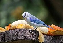 Blue-gray tanager in Colombia