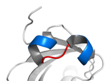 Basic helix loop helix.png