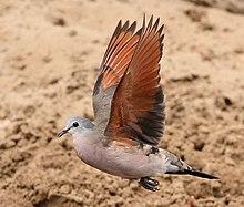 Emerald-spotted Wood Dove, Turtur chalcospilos at uMkhuze Game Reserve, kwaZulu-Natal, South Africa (15293087248), crop.jpg
