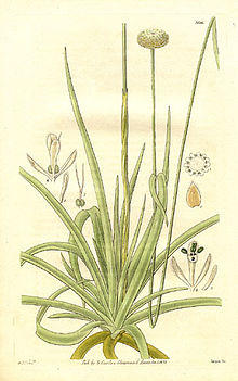 Eriocaulon decangulare (1832).jpg