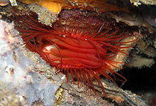 Limidae species.JPG