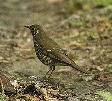 Long-tailed Thrush - Eaglenest Wildlife Sanctuary - Arunachal Pradesh, India.jpg