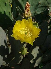 Flowers of Opunita Ficus-Indica in Behbahan, Iran
