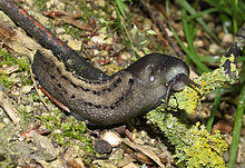 Schwarze Schnegel Limax cinereoniger.jpg