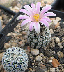 Turbinicarpus pseudomacrochele subsp. lausseri 01.jpg