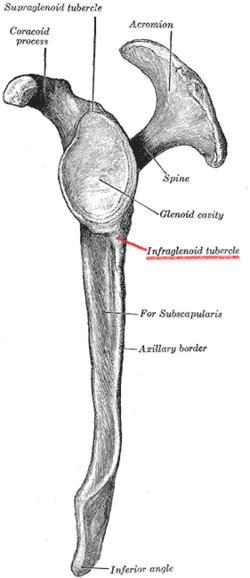 Gray205 left scapula lateral view - Infraglenoid tubercle.png