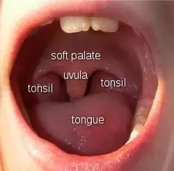 LuettePalatineUvula.svg