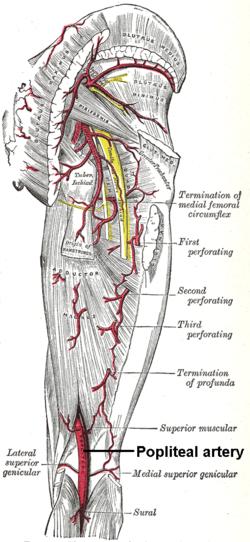 Popliteal artery.png