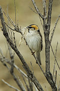 Saxaul Sparrow - Almaty - Kazakistan S4E1781 (22800579836).jpg