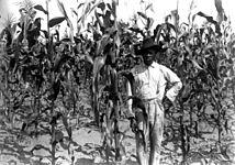 African American farmer in corn field, Alachua County, Florida.jpg