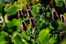2015-04-27 Trifolium incarnatum(Strawberry candle) ベニバナツメクサ DSCF0062.jpg