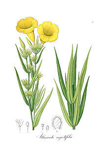 Allamanda angustifolia - Pohl.jpg