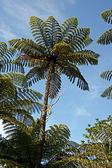 Cyathea-med3.jpg