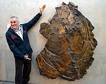 Inoceramus steenstrup, world's largest fossil mollusk.jpg