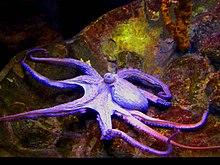 Octopus vulgaris , Октопод !.JPG
