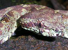 Pit viper head.jpg