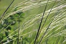 Porcupine Grass (Closeup) (14258034487).jpg