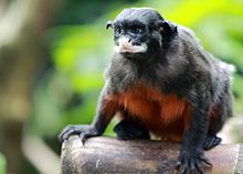 Red-bellied tamarin (Saguinus labiatus) 2.jpg