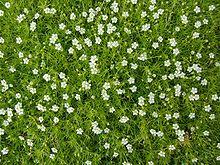 Sagina subulata a1.jpg