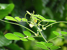 Senna obtusifolia with flower and pods.jpg