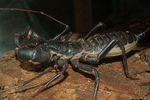 Whipscorpion.jpg