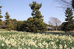 Kasai Rinkai Park 2011--1.JPG