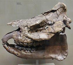 Prosantorhinus sp.jpg