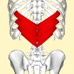 Serratus posterior inferior muscle back3.png