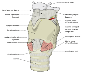 Larynx external en.svg