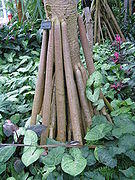 Pandanus utilis1.jpg