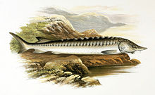 Acipenser sturio 1879.jpg