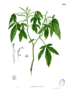 Allophyllus blancoi Blanco2.260.png