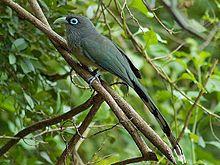 Blue-faced Malkoha crop.jpg