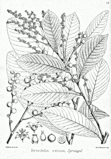 Bridelia retusa Bra55.png